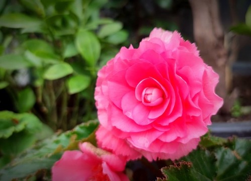 玫瑰花
