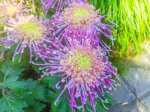 菊花