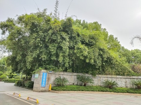 公園門口的竹子