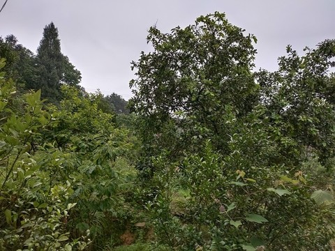 柚子樹(shù)