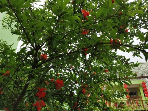 石榴樹