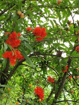 石榴花特寫