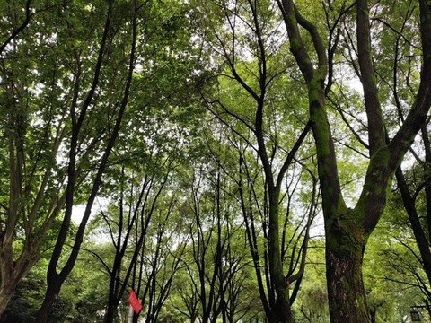 樟樹