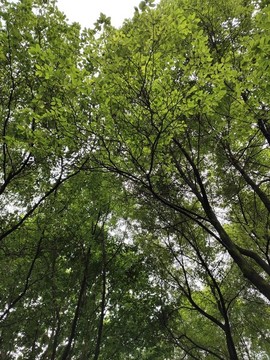 樟樹綠葉背景