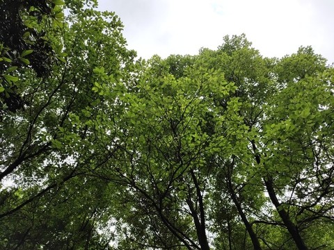 仰拍樟樹