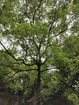 樟樹