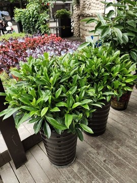 綠植盆景