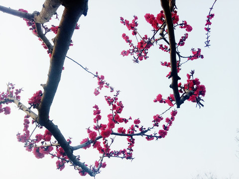 仰拍桃花