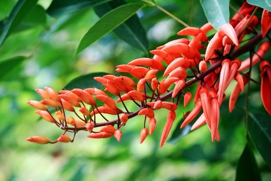 龍牙花