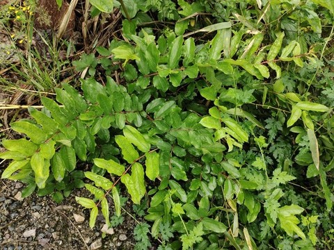 馬桑樹