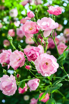 薔薇
