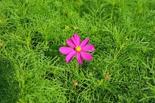 格桑花開