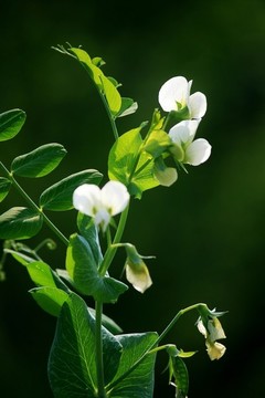 豌豆花