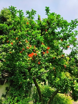 石榴花