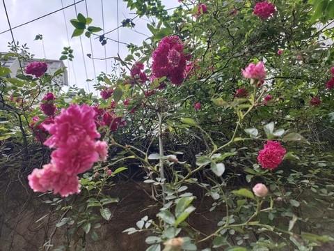 薔薇花