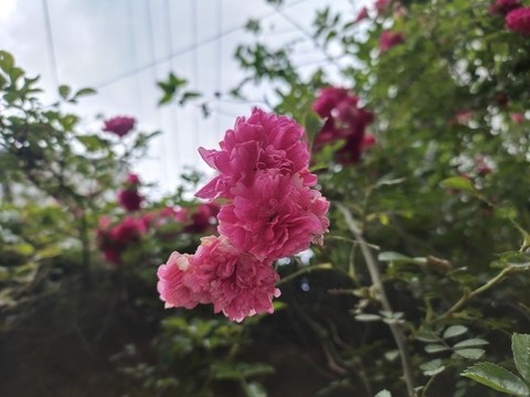 盛開的薔薇