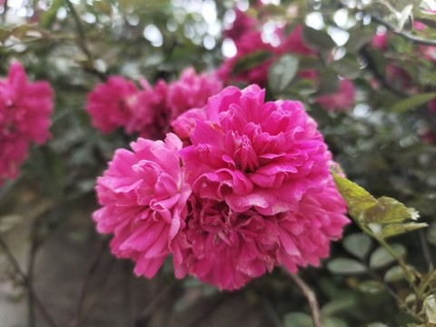 薔薇花