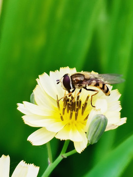 蜜蜂