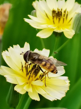 蜜蜂
