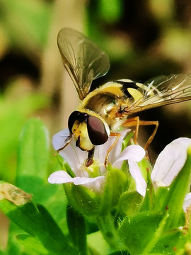 蜜蜂