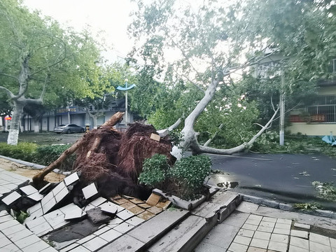 臺風(fēng)過后