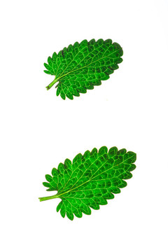 蘭香草
