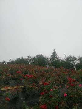 月季花開