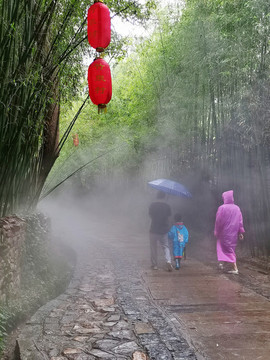 竹林晨霧