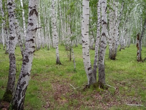 白樺林