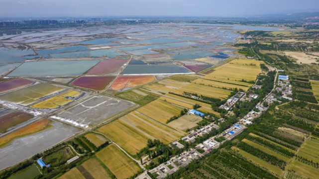 山西運(yùn)城鹽湖麥田