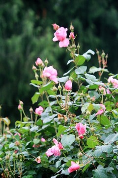 月季花