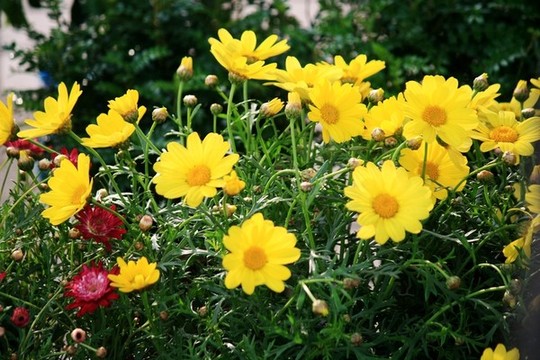 小黃花