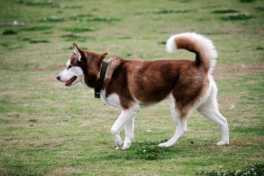 大狗