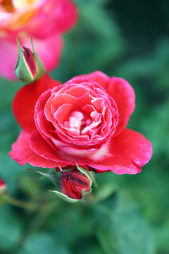 月季花