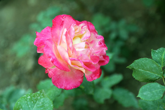 月季花