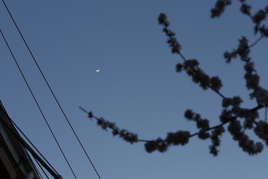 夜晚櫻花和月亮