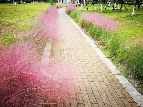 公園小路