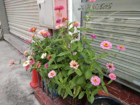菊花