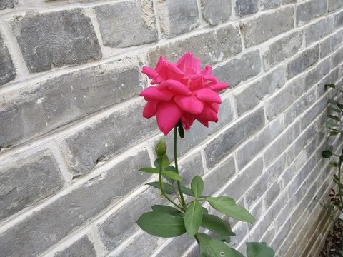 玫瑰花