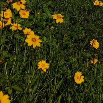 太陽花黃花