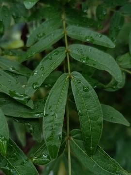 绿叶树叶雨滴