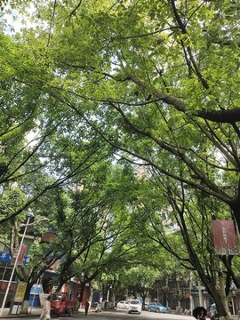 街道綠樹綠化