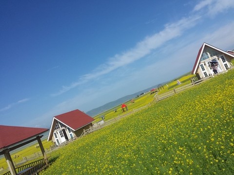 門源油菜花