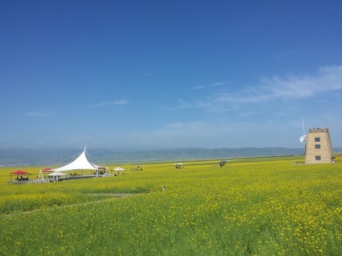 門源油菜花