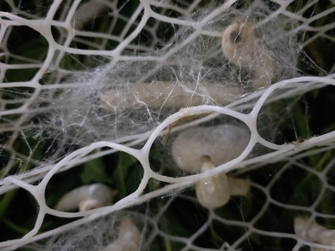 蠶結(jié)繭