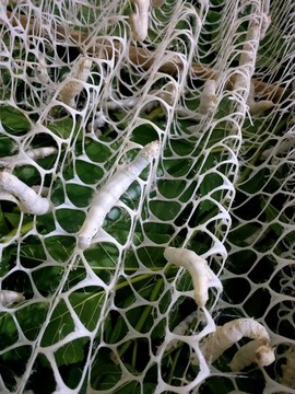 蠶結(jié)繭