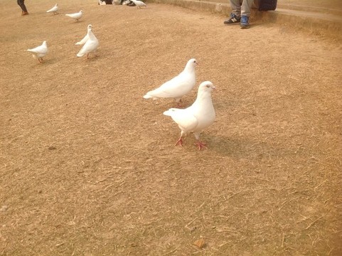 鴿子