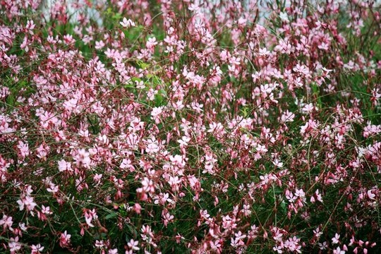 山桃草