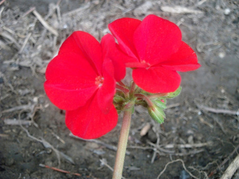 長春花