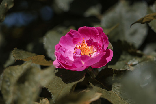 薔薇